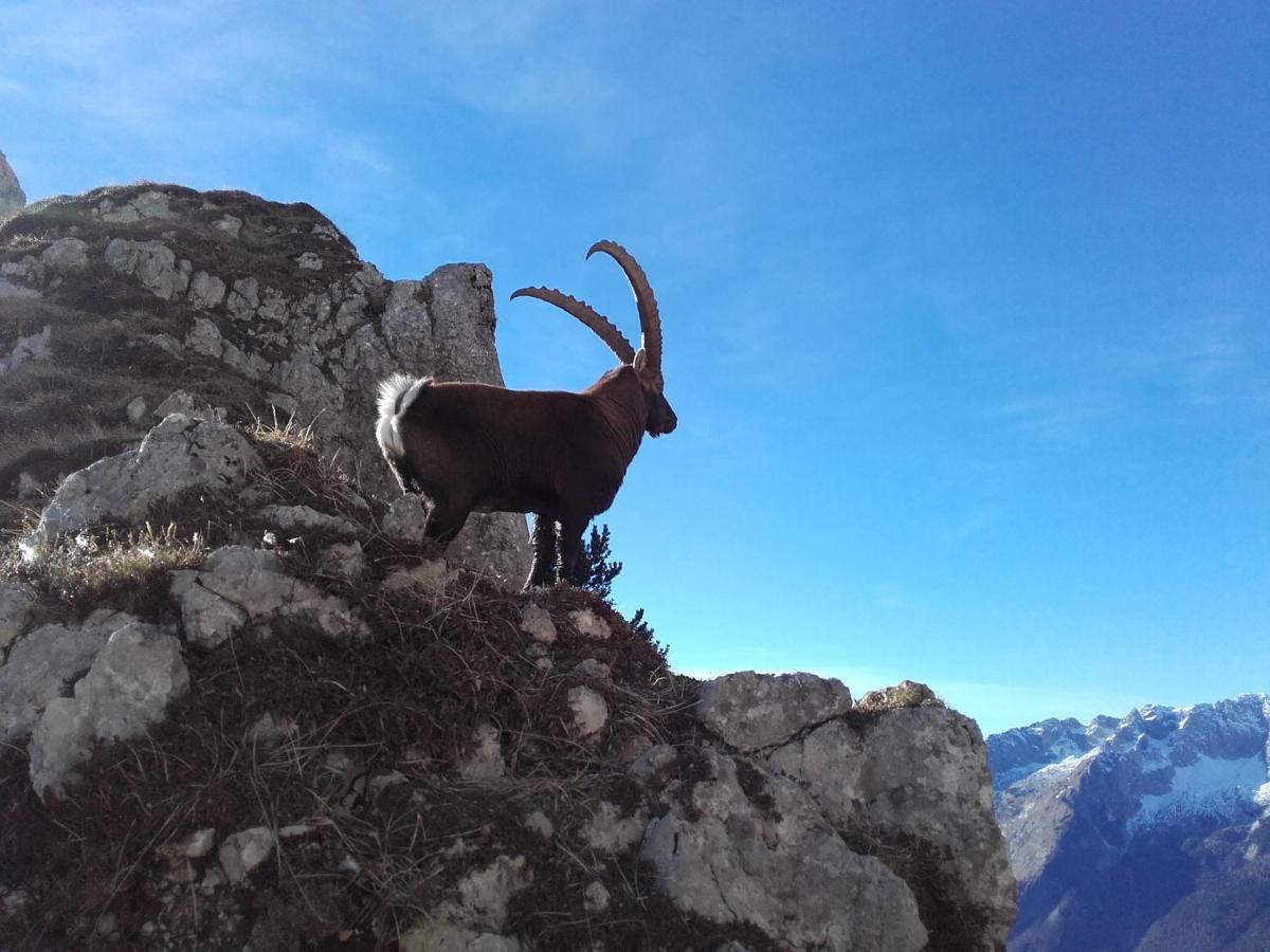 Apartma Kramar Podkoren Kranjska Gora Esterno foto